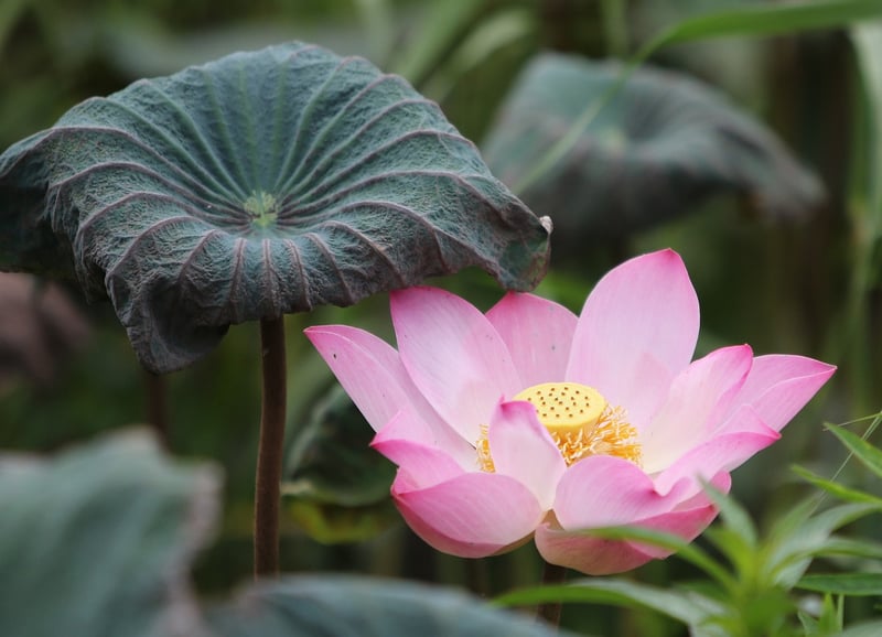 Lotus pose